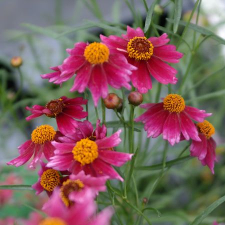 Meisjesogen 'Ruby Red'