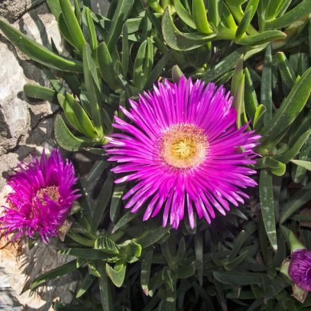 Middagsbloem