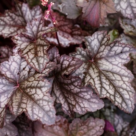 Purperklokje 'Palace Purple'