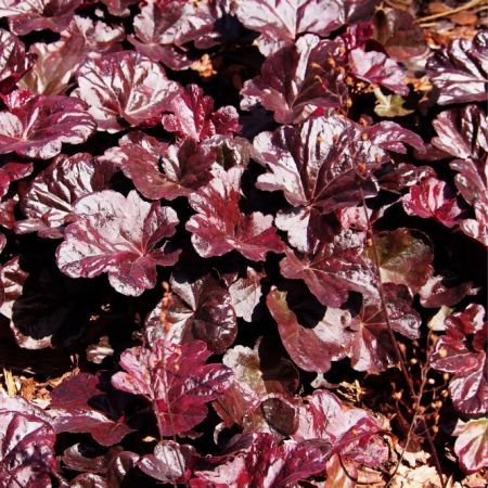 Purperklokje 'Black Sea'