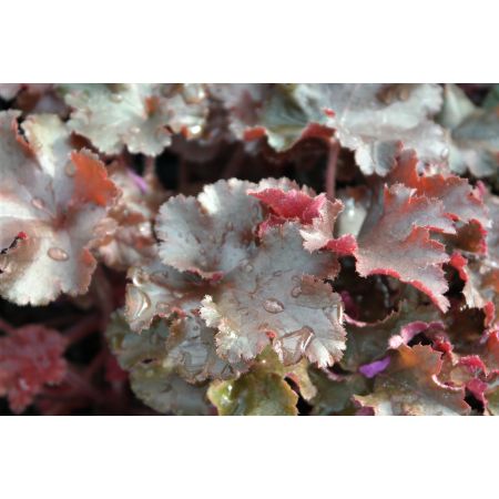 Purperklokje 'Melting Fire'