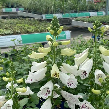 Vingerhoedjeskruid 'Dalmatian White'