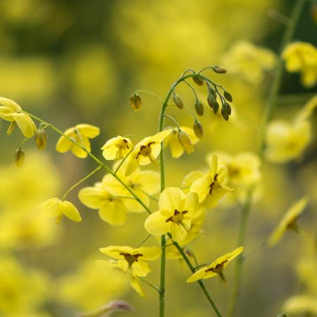 Elfenbloem 'Sulphureum'
