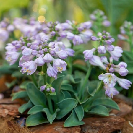 Hosta 'Blue Mouse Ears'