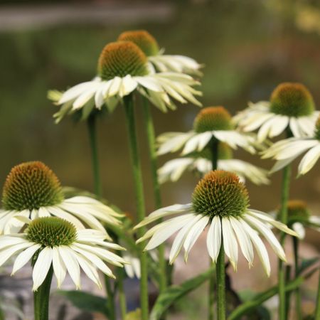 Zonnehoed 'Alba'