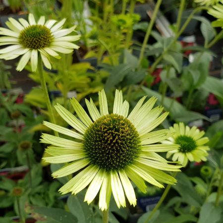Zonnehoed 'Green Jewel'