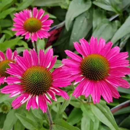 Zonnehoed 'Sensation Pink'
