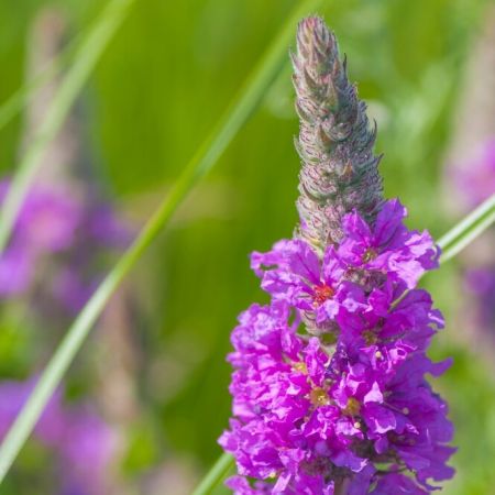 Kattestaart 'Dropmore Purple'