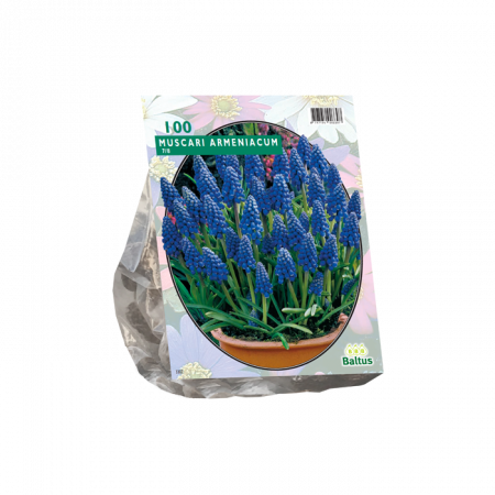 Muscari Armeniacum per 100