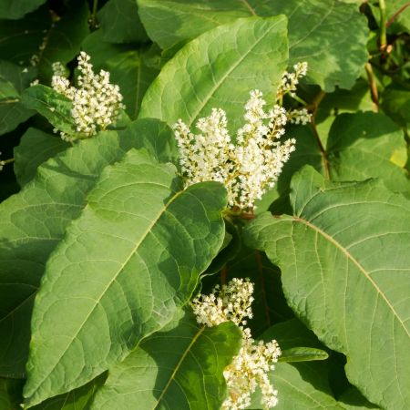 Duizendknoop 'Alba'