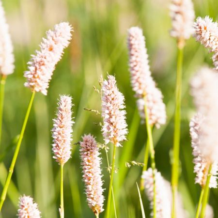 Duizendknoop 'White Eastfield'
