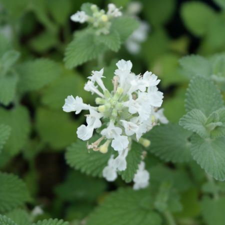 Kattekruid 'Snowflake'