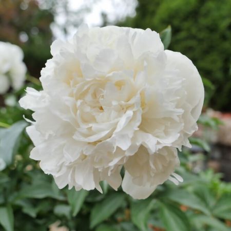 Tuinpioen 'Duchesse de Nemours'