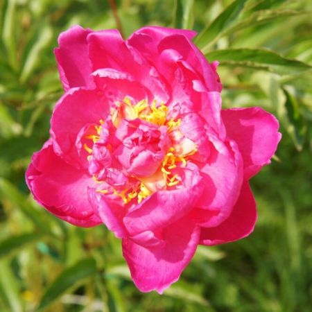 Pioenroos 'Karl Rosenfield'