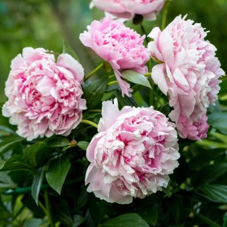 Pioenroos 'Sarah Bernhardt'