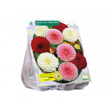 Dahlia Pompon Mix per 3