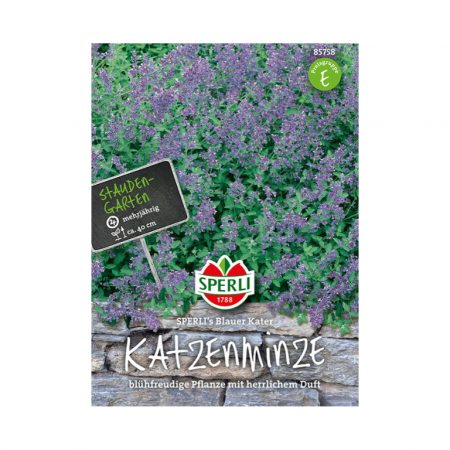 katzenminze 'sperli´s blauer kater'
