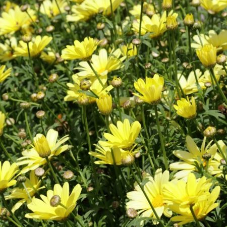 Margriet