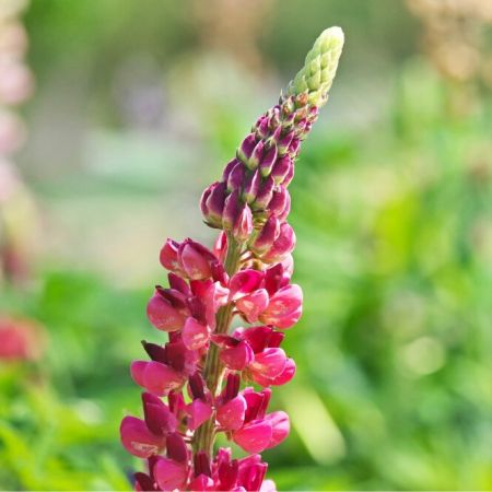 Lupine 'My Castle'