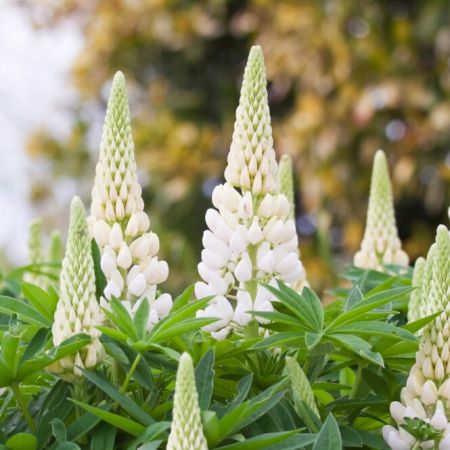 Lupine 'Noblemaiden'