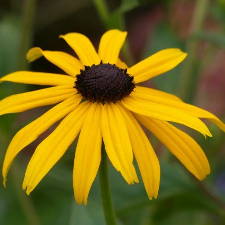 Zonnehoed 'Goldsturm'