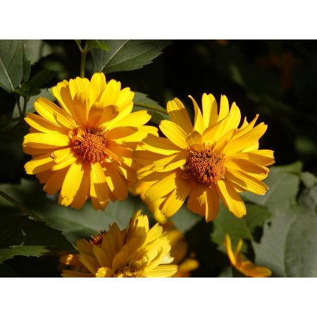 Zonnehoed 'Herbstsonne'