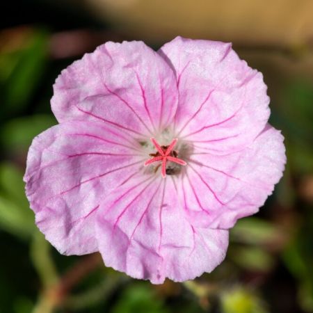Bloedooievaarsbek 'Striatum'
