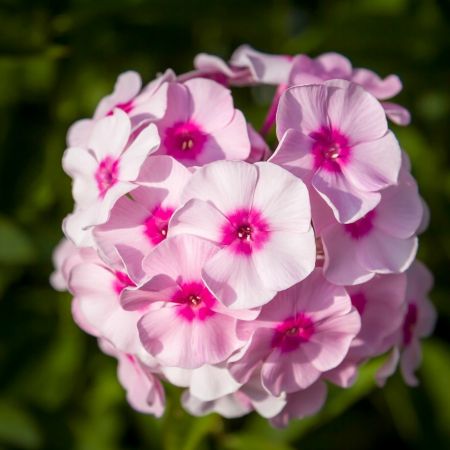 Vlambloem 'Bright Eyes'