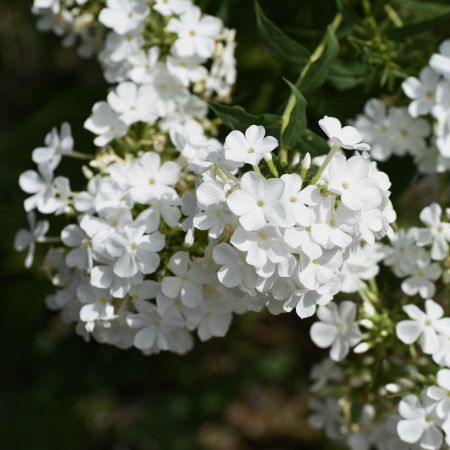 Vlambloem  'Sweet Summer Snow'
