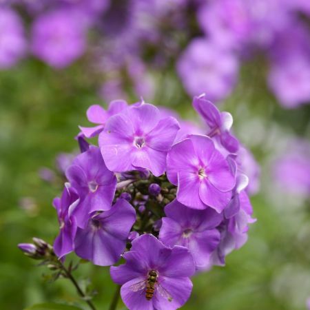 Vlambloem 'Sweet Summer Ocean'