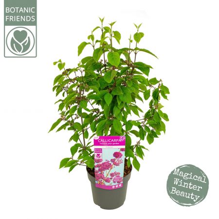 Schoonvrucht 'Profusion'