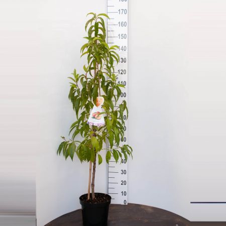 Nectarine 'Flavortop'
