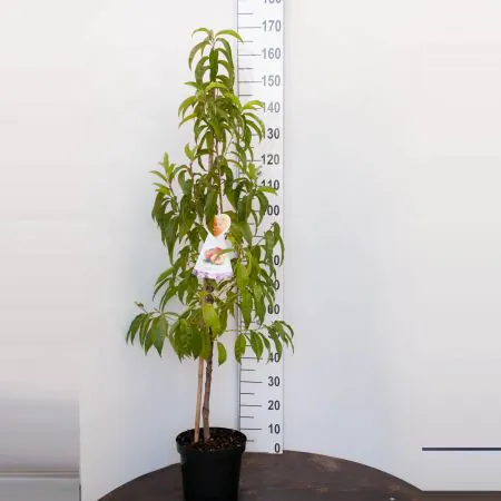Nectarine 'Flavortop'