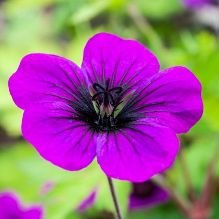 Ooievaarsbek 'Ann Folkard'
