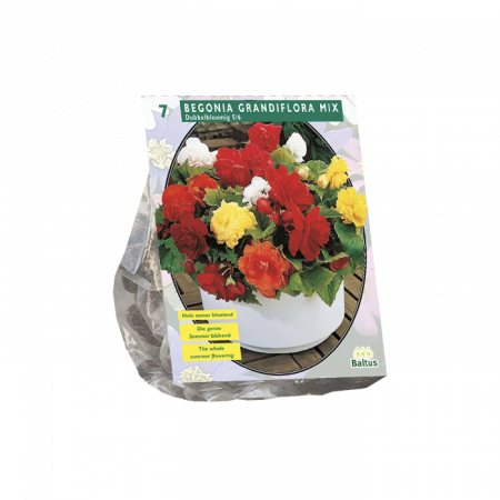 Begonia Dubbel Mix per 5