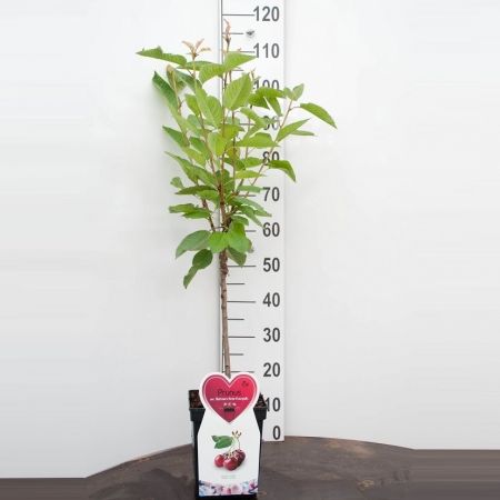 Kersenboom 'Regina'