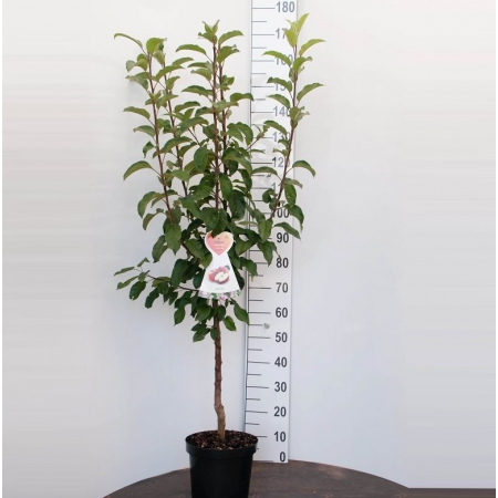 Appelboom 'Jonagold'