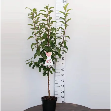 Appelboom 'Jonagold'