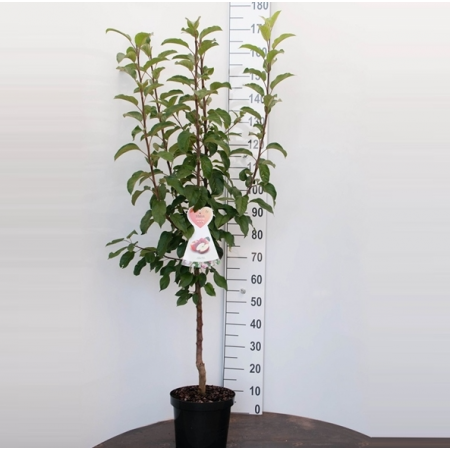 Appelboom 'Golden Delicious'