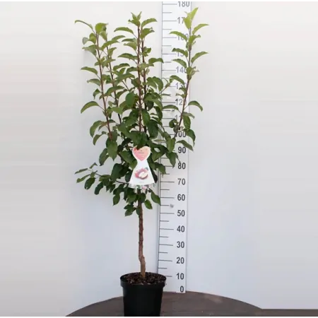 Appelboom 'Golden Delicious'