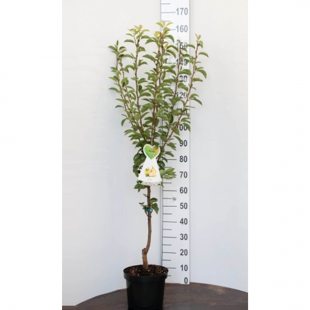 Handpeer 'Bonne Louise d'Avranches'