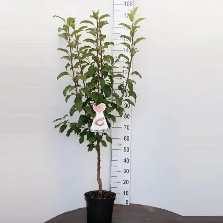 Appelstruik 'Gala'