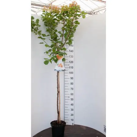 Abrikozenboom 'Bergeron'