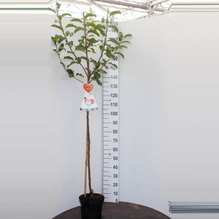 Halfstam Appelboom 'Golden Delicious'
