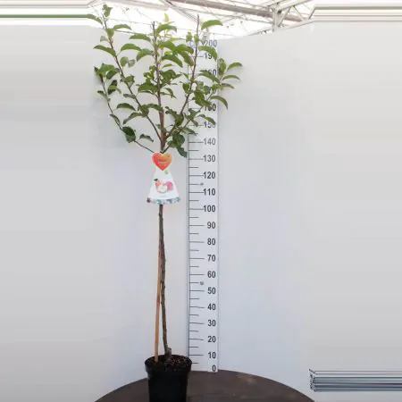 Halfstam Appelboom 'Golden Delicious'