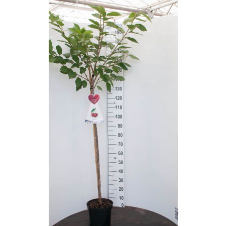 Halfstam kersenboom 'Sunburst'