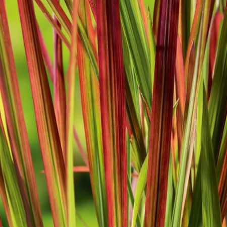 Japans Bloedgras