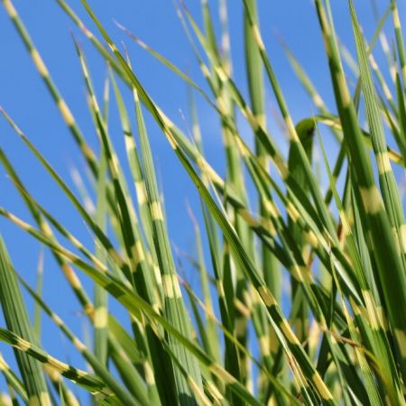 Chinees Prachtriet 'Little Zebra'