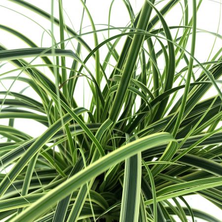 Zegge 'Feather Falls'