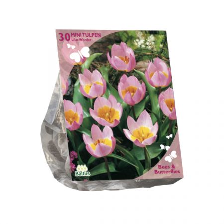 Bees & Butterflies - Tulp Bakari Lilac Wonder 30 stuks